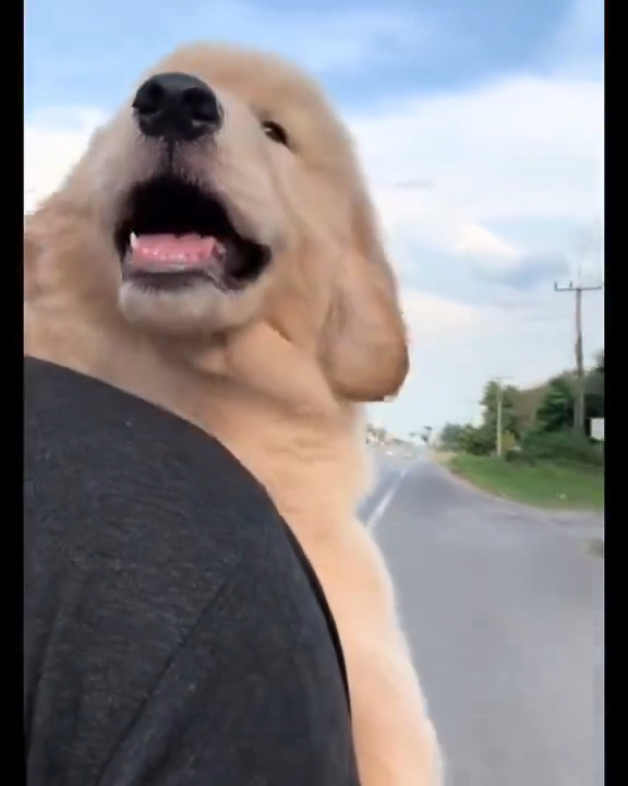 Aww so cute happy dog 🐶💕