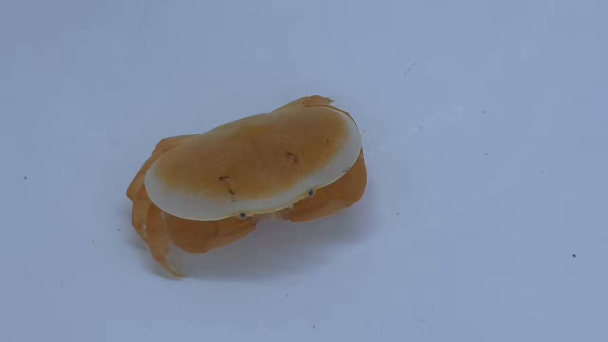 海水を溜める貯水タンクの掃除をしてたら パンケーキみたいな めちゃくちゃ可愛いカニが出てきた！ これはホシマンジュウガニさん 小さい時にポンプに吸われて貯水タンクで成長したのかなぁ〜！ 可愛いなぁ〜！