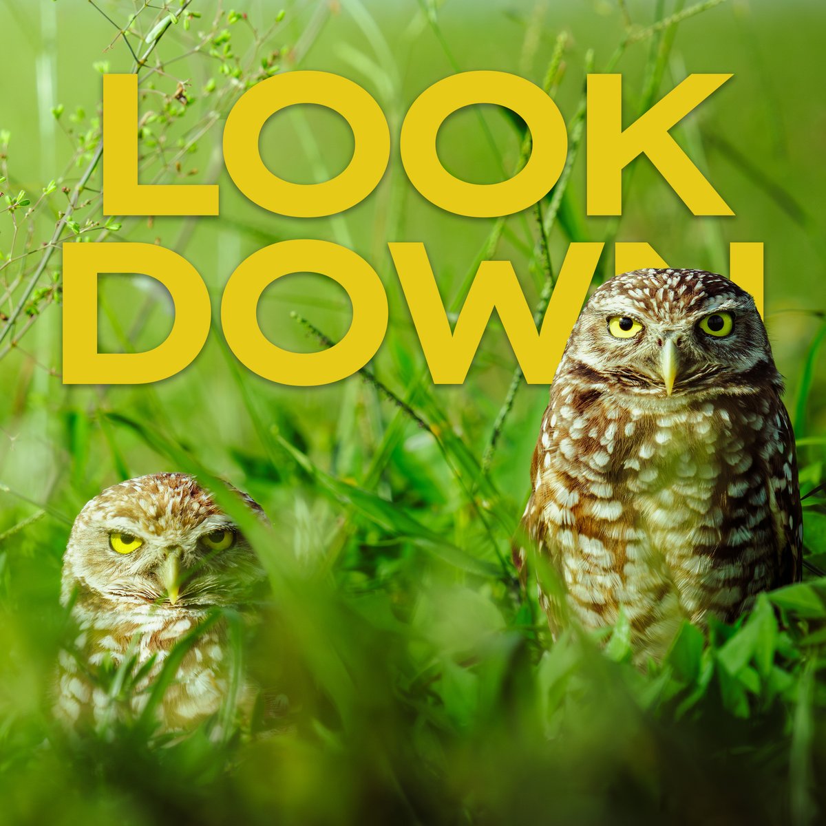 LOOK DOWN 🦉 North America's only ground-nesting owl lives right here in South Florida. The burrowing owl is smaller than a coffee cup and tougher than it looks. Let's go find some!