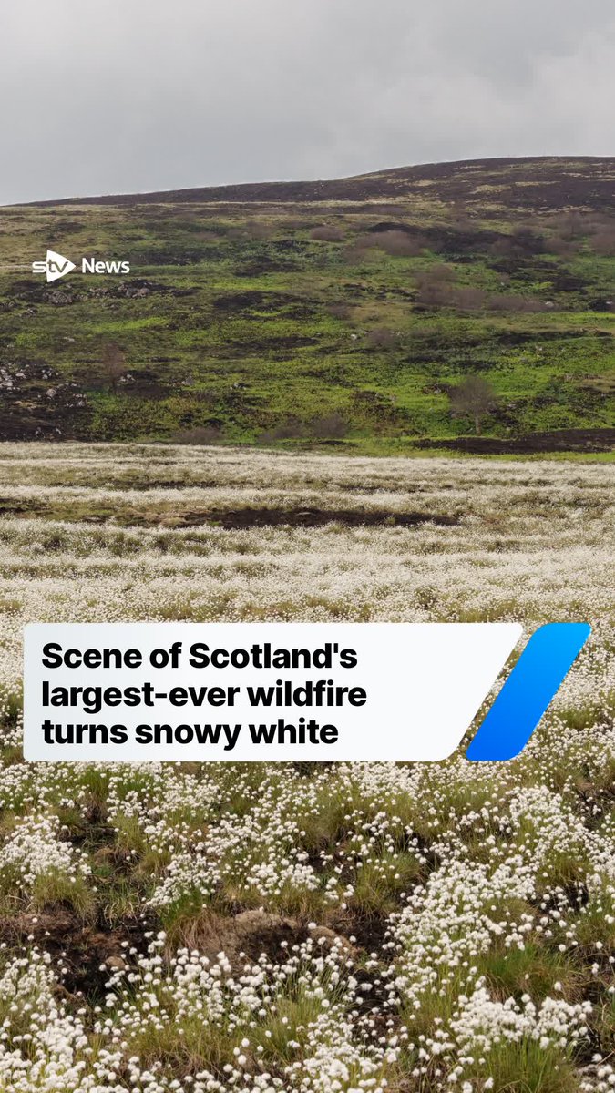 The scene of Scotland’s largest ever wildfire has turned snowy white after cottongrass emerged from the scorched earth.
