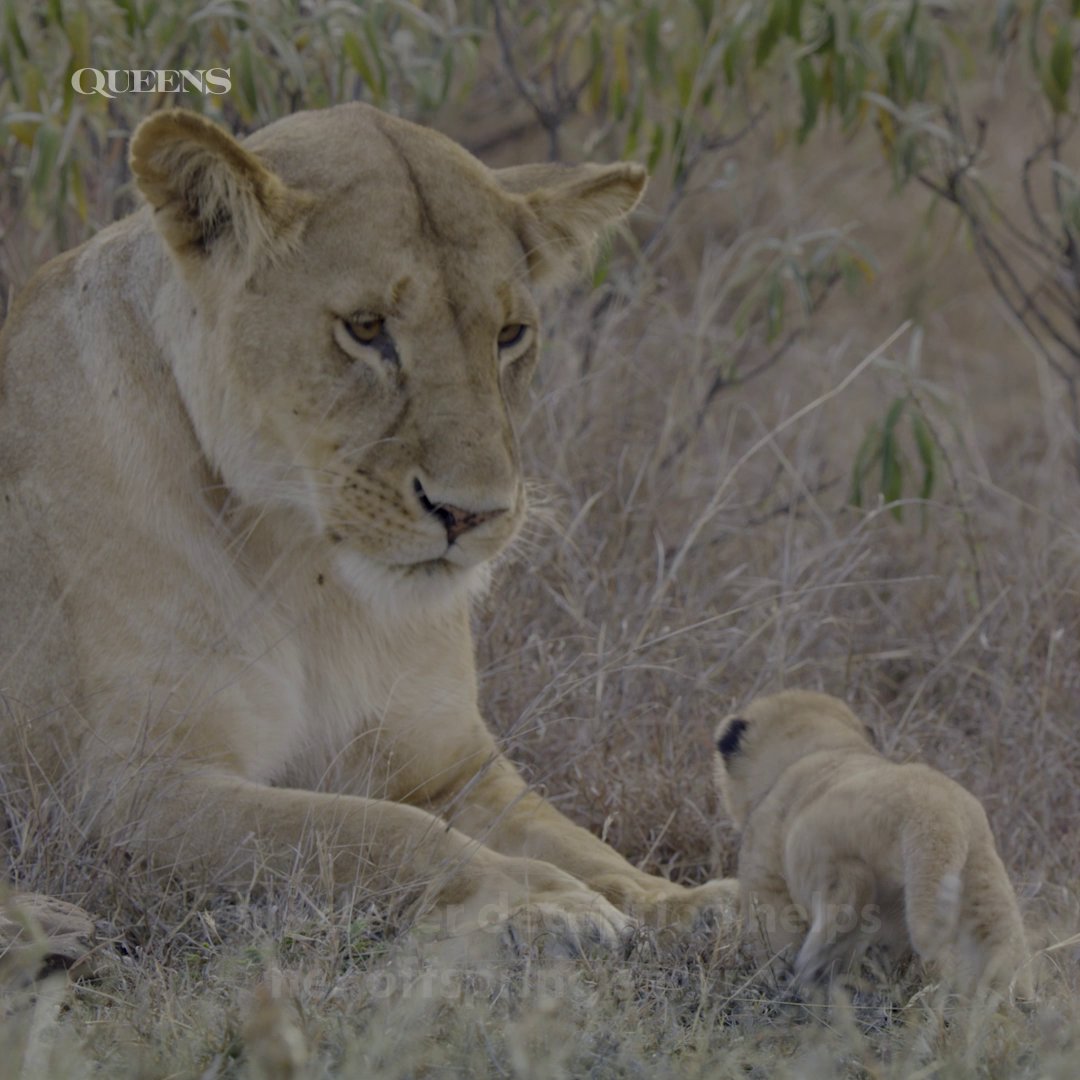 When danger threatens her cubs, this lioness takes matters into her own paws 🦁 #NatGeoQueens is streaming on Disney+ and Hulu.