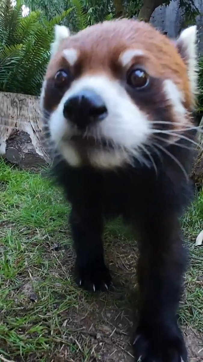 Meet Enoki!