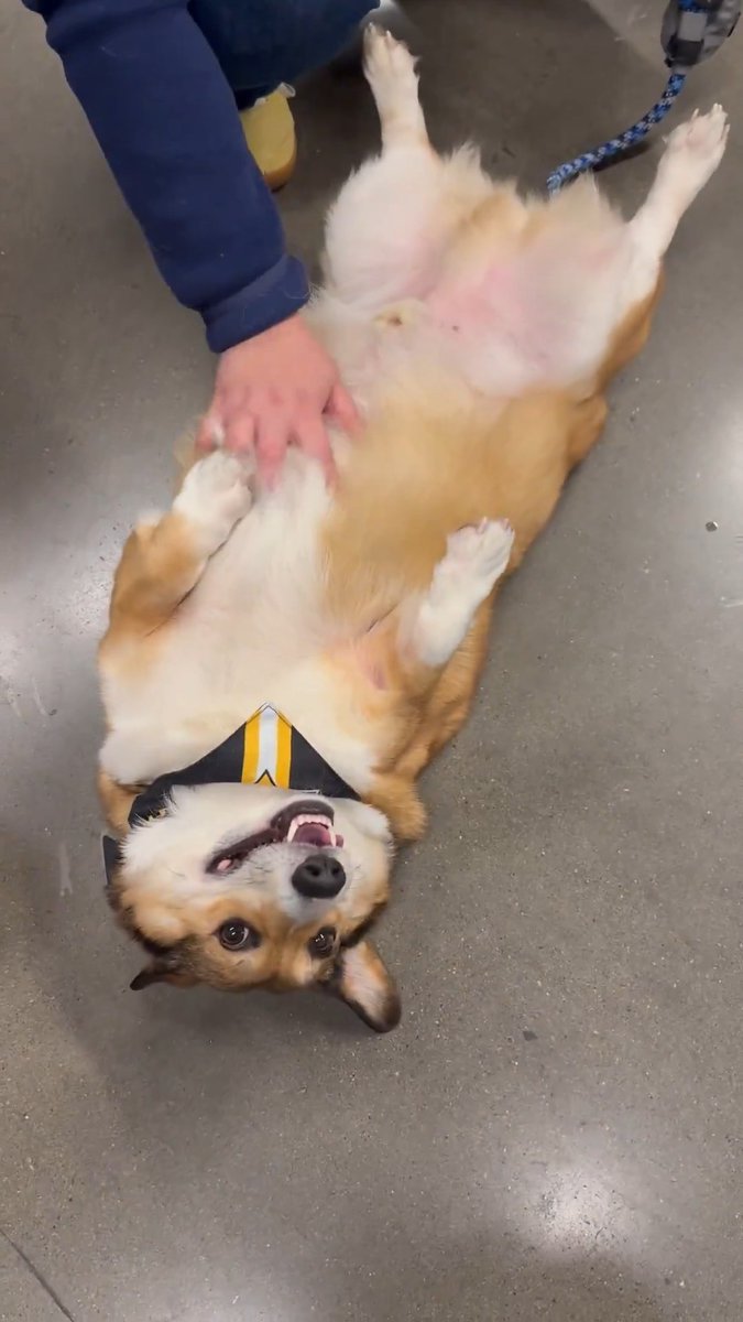 18 seconds of uninterrupted corgi content in honor of International Corgi Day 🐾