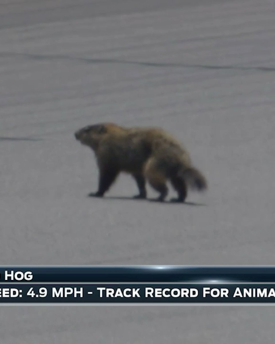 We've got a surprise contender entering the race track. 🤣