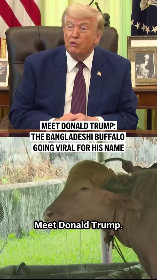 A buffalo named “Donald Trump” is drawing crowds in Bangladesh after going viral online. The animal, named for its blond tuft of hair, was spared from slaughter and is now living at a zoo.