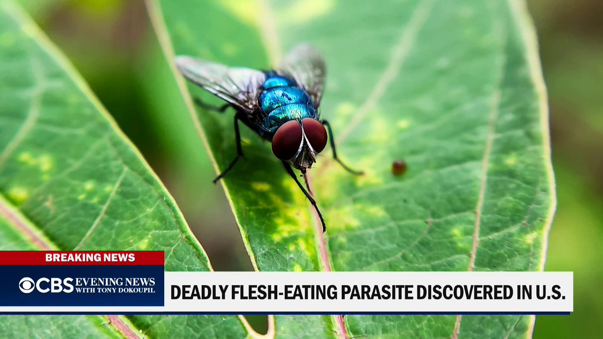 A flesh-eating parasite has popped up in Southwest Texas. Itโs the first time in more than 50 years that a screwworm has been detected in the U.S., burrowing into the flesh of a calf. The Department of Agriculture says itโs taking immediate action to contain.