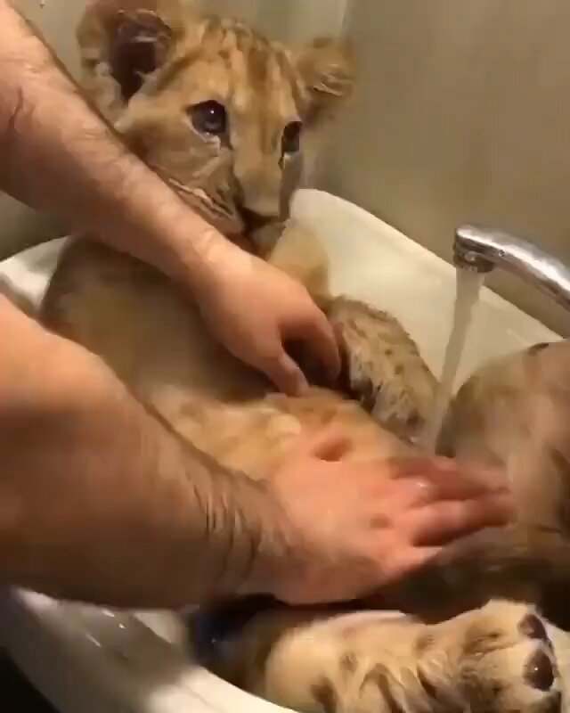 It's bathing time 🦁💦