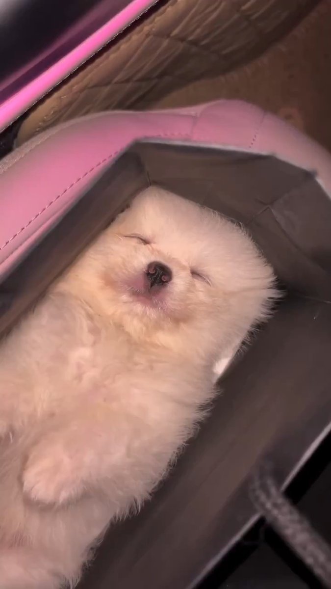 sleeping pup is cute 🐕💜