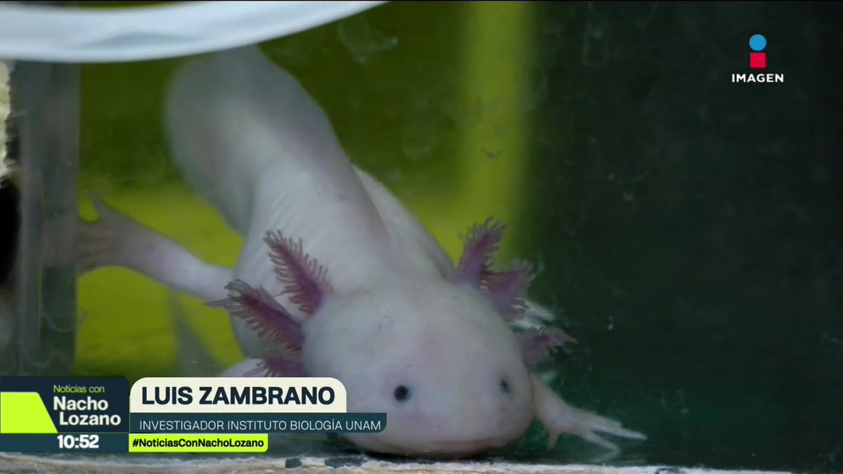 ¡Vaya contradicción en la #CDMX! Hay más #ajolotes pintados en las paredes, que nadando en los canales de #Xochimilco. Activistas advierten que esta especie podría extinguirse en menos de un año ¿Qué está pasando? Aquí les contamos:
