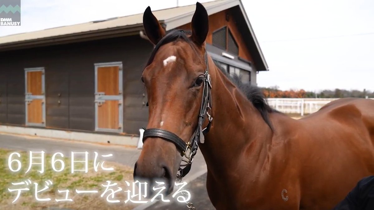 リアララ が 6月6日(土) 阪神競馬場 第4レース 3歳未勝利 (芝1200m、11:25発走)でデビューします! デビュー戦の前にスペシャル動画をぜひご覧ください! #BanusySpecialMovie #バヌーシー