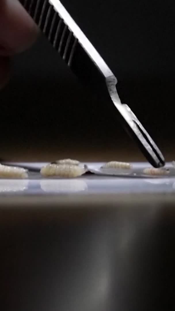 Following the first confirmation of screwworm on a U.S. farm in decades, federal and state officials have fanned out in South Texas, where a calf was found infested this week. Phillip Kaufman, head of the entomology department at Texas A&M University spoke to Reuters about a potential solution that can curb the parasite's spread