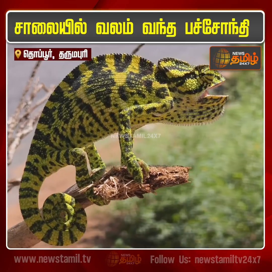 இந்த பச்சோந்தியின் பெயர் பிரவீன் சக்ரவர்த்திஎன்கிற நக் பிரசங்கி