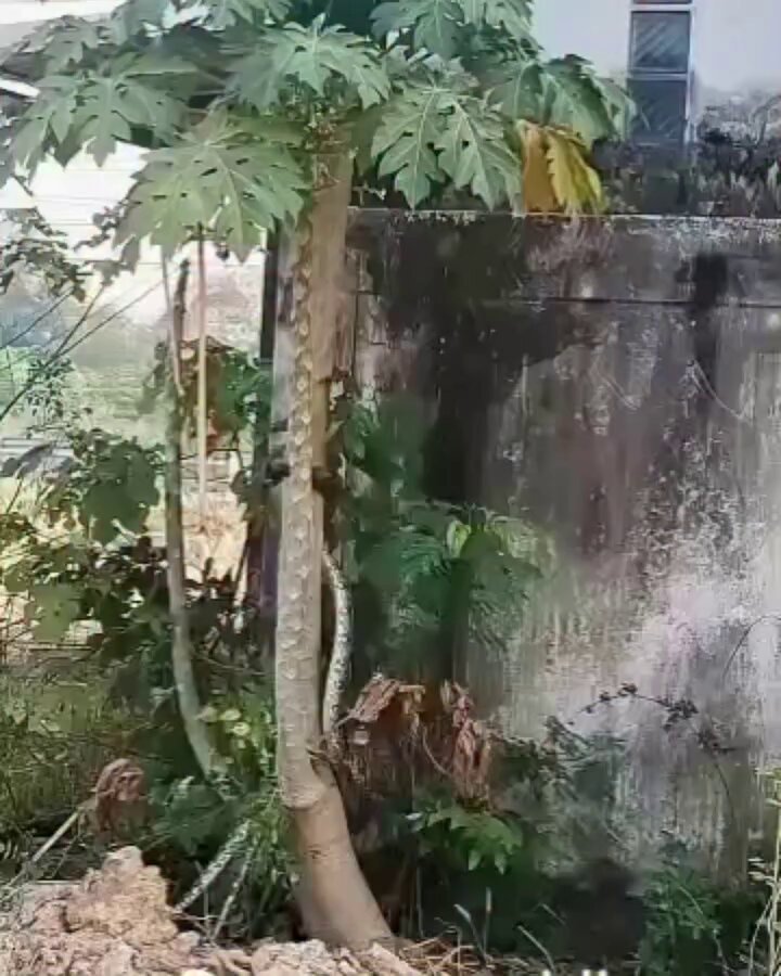 This was so fast Most people think snakes only move on the ground until they look up and see one climbing a pawpaw tree Have you seen such before?