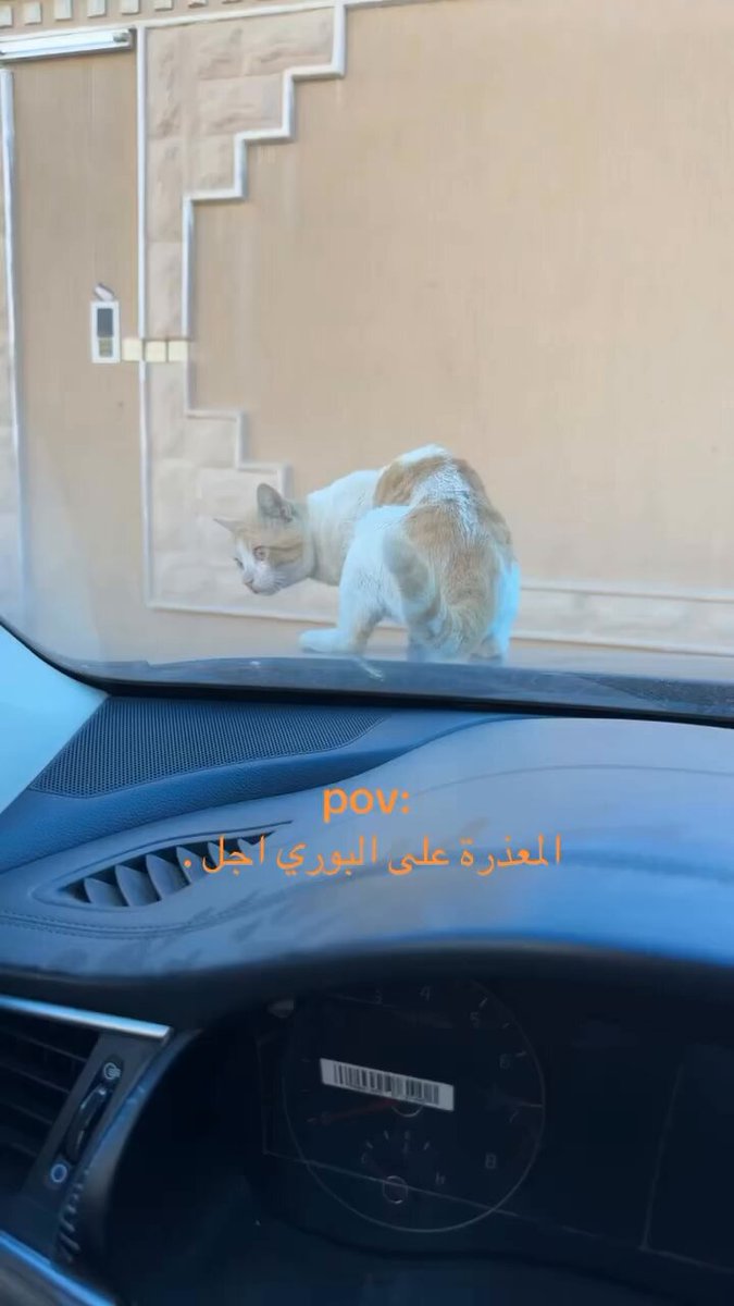 🐈 القط زعل من البوري شوف ماذا فعل اخر شي🤣😅