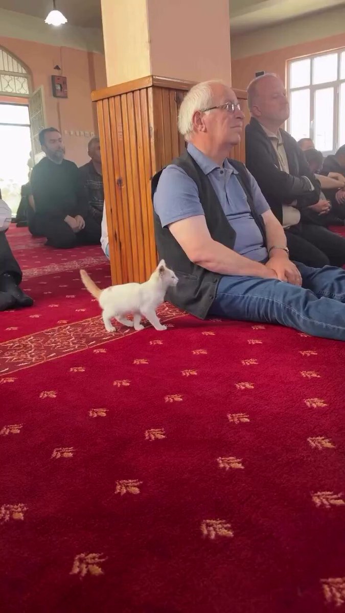 Cat feels safe inside a mosque