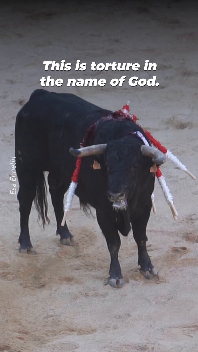 Some priests are claiming bullfighting isn't violent &amp; even comparing it to the death of Christ 💔 In the ring, bulls are stabbed &amp; killed in front of crowds, despite Catholic doctrine clearly stating that torturing animals is a sin. There’s nothing Christ-like about bullfights.
