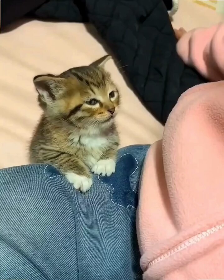 Sleeping cute mode: ON. 😴😻