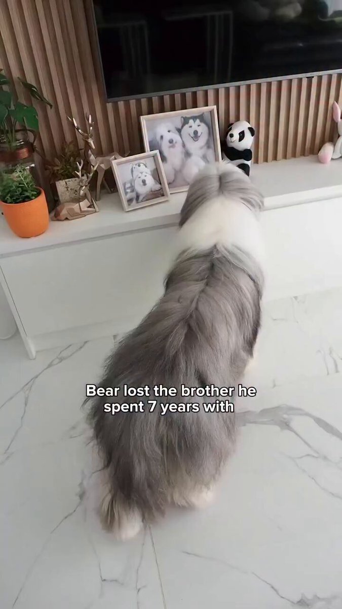 A un perro se le murio su hermano Y ahora pasa todo el dia al lado de una foto porque es el unico lugar donde puede verlo