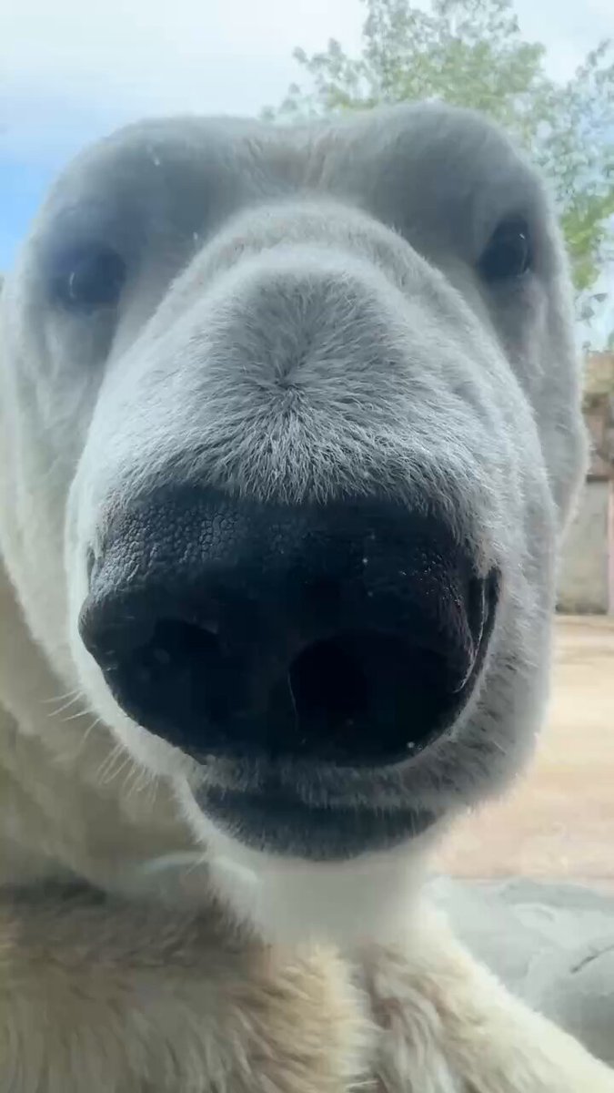 ＃ホッキョクグマ #カイ の鼻ピク ホッキョクグマの嗅覚はとても鋭く(犬の数倍)、遠い場所や水中の獲物の匂いも嗅ぎとれるといわれています。 #八木山動物公園フジサキの杜