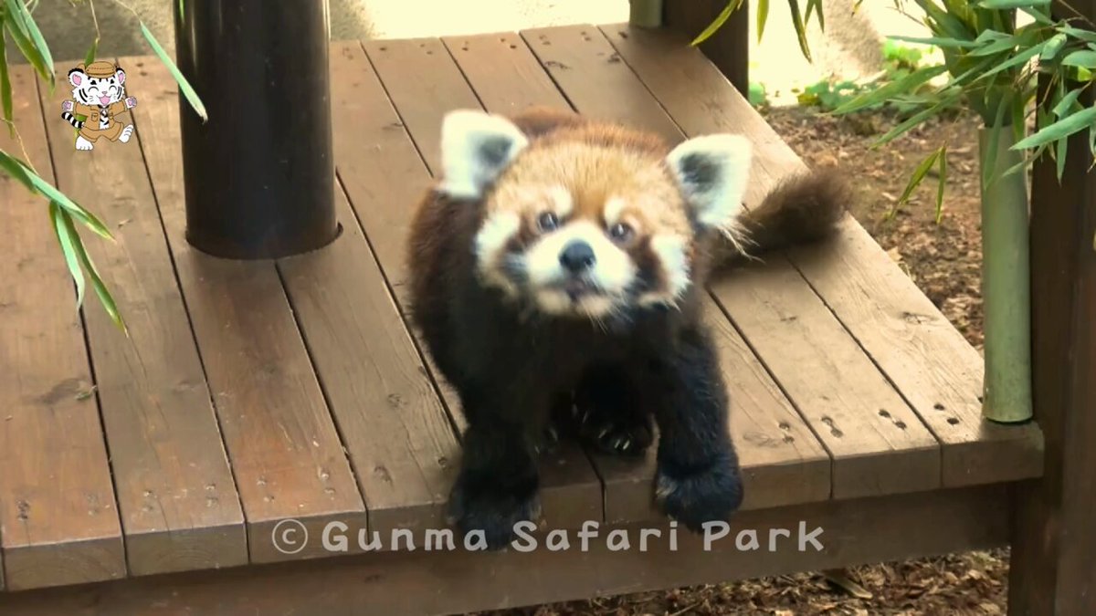 こんばんは🌙 今晩はふれあいパークの レッサーパンダ（けんた）の様子をお届け🐾 今日の解説の時間のけんたです リンゴを美味しそうに食べていました #群馬サファリパーク #gunmasafaripark #レッサーパンダ #けんた