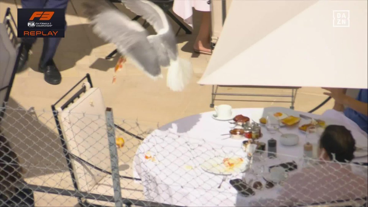 UNDERCUT DE MANUAL 😂 Auténtico CINE que el highlight de la F3 sea una gaviota robando comida en Mónaco JAJAJAJA #MonacoDAZNF1 🇲🇨