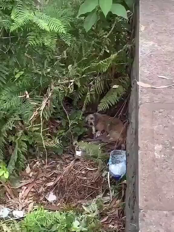 A stray mother dog trusts a woman with her babies and they all find a loving home 🐶