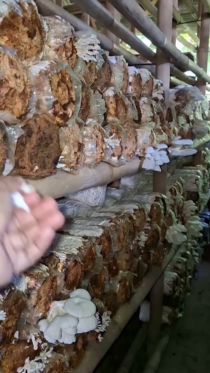 الرجل يقول إن هذا حصاد بعد 5 سنوات من الانتظار… والسؤال الحقيقي هنا: وش هذا الشيء من الأساس؟