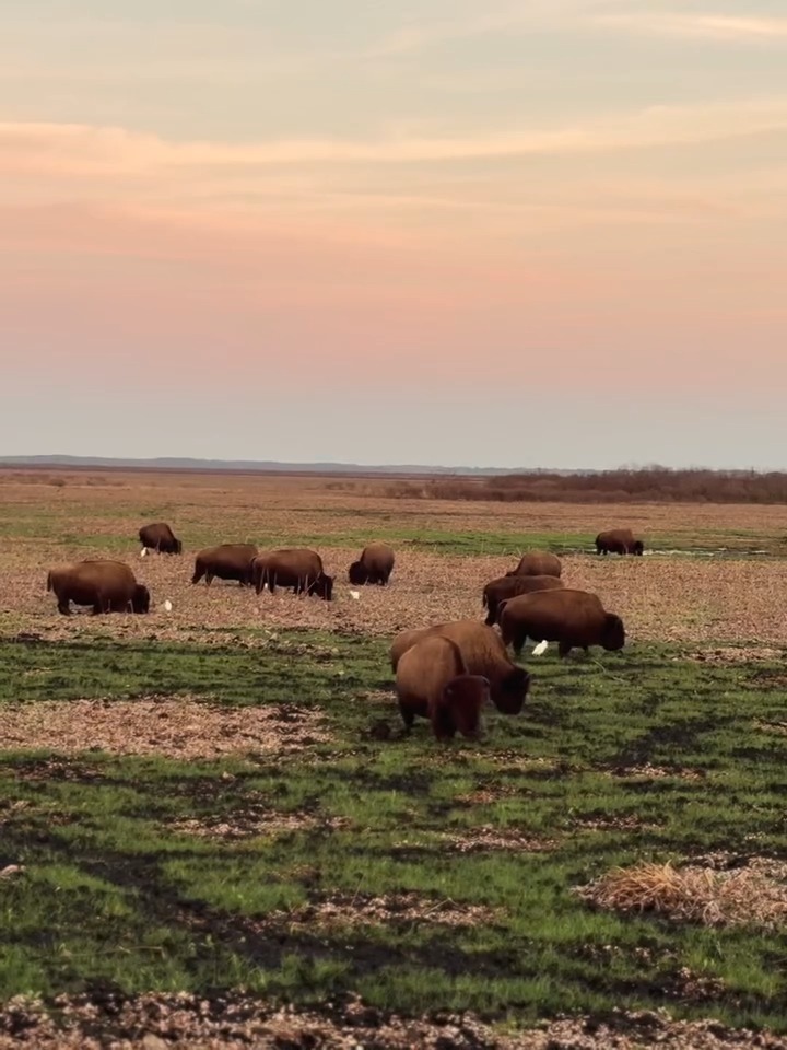 Paynes Prairie Preserve State Park is one of the few places where you can spot free‑roaming bison and watch them graze across the prairie. From the La Chua Trail overlook, you might catch a glimpse of these massive, iconic animals moving through the grasslands. Bring your camera, keep a respectful distance and enjoy one of the most unique wildlife experiences in the state. *** 📍: Paynes Prairie Preserve State Park 📸: @captain_reefs_guide_services_ 💡: Plan your adventure at Before you visit, check the KNOW BEFORE YOU GO section on the park’s webpage for real-time updates and helpful information. . . #FLStateParks #PaynesPrairie #TheRealFlorida #LoveFL #PrairieDay