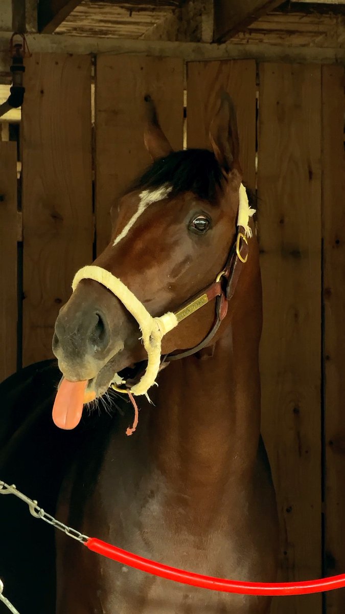Some horses are camera shy... Golden Tempo is not one of them. 😏