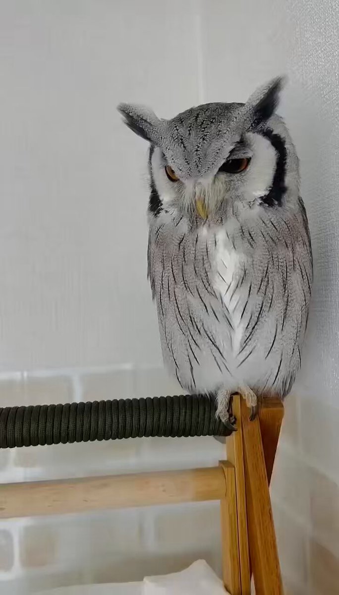 The owl experienced the shock of the century