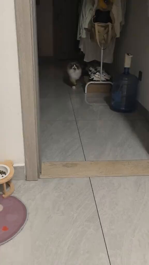 Yüksek ses çıkaran bir böcekle odaya giren kedi, yakaladığı ağustos böceğini sahibine gösterdi.