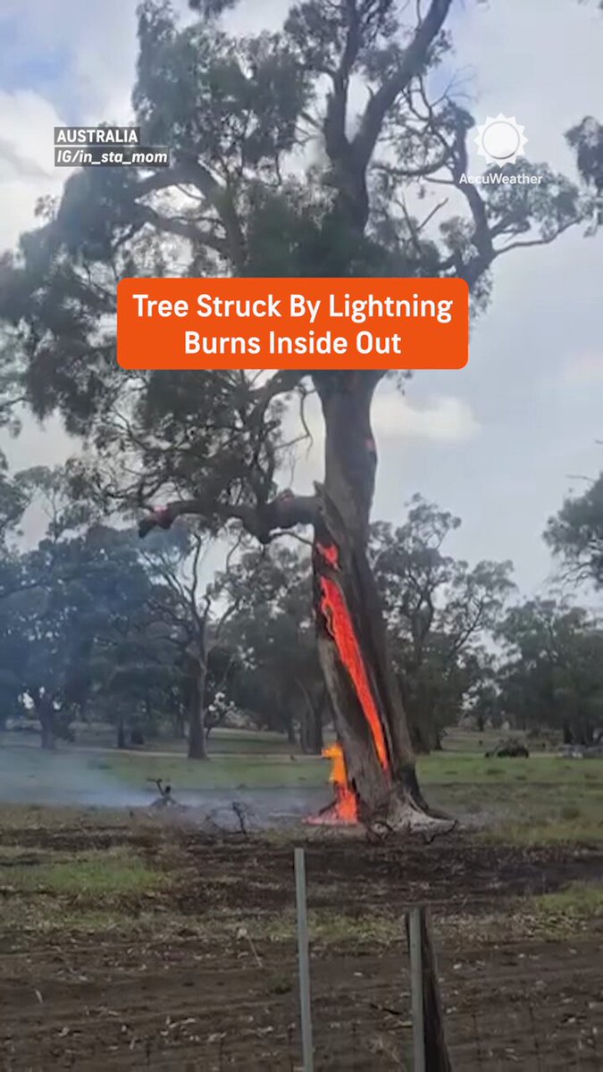 Lightning turned this tree into a slow-burning chimney in Western Australia. ⚡🔥🌳