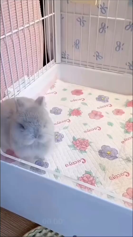 Noughty bunny!