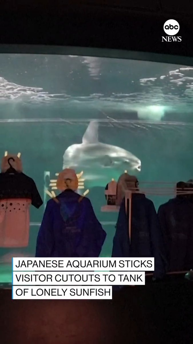 When Kaikyokan Aquarium closed for renovations, a giant sunfish began experiencing health problems, stopped eating, rubbing against its tank walls To help, staff placed cardboard cutouts of people watching it. The next day the fish regained its appetite