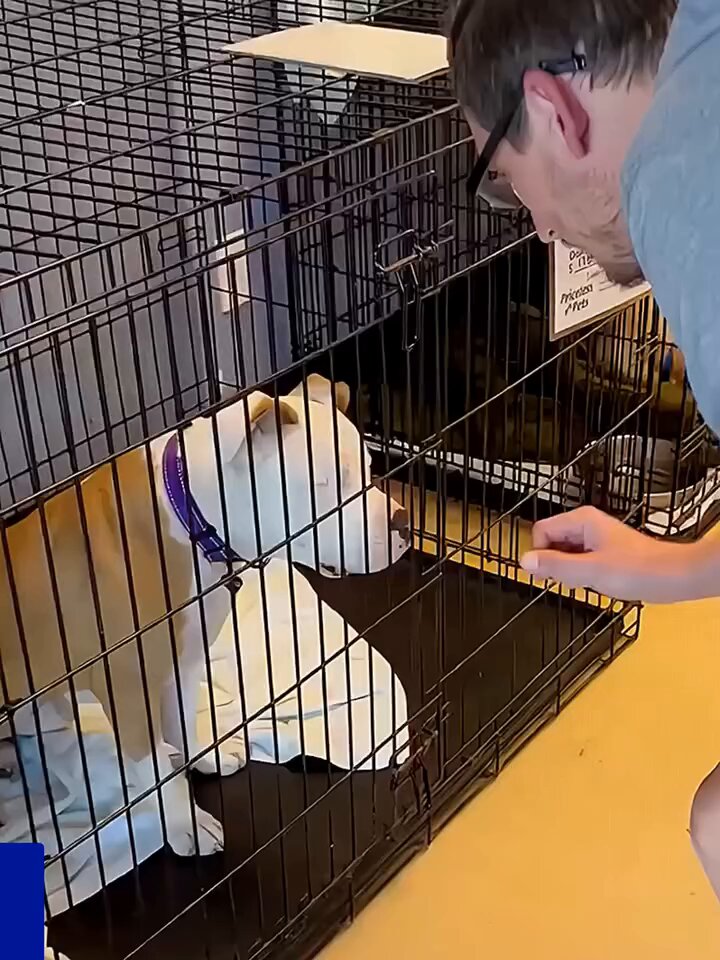 This sweet girl was discovered on the street suffering from a terrible eye infection. She was already fully blind, and the vet had no choice but to remove both eyes to save her life. After two failed adoptions and being returned to the shelter, Lara finally found her forever family with Brian and Alex. 💖✨ Today, she is bursting with joy, wild zoomies, and endless love. Even without sight, she lights up the moment she feels Dad walk through the door. A beautiful reminder that love doesn’t need eyes — only a huge heart.