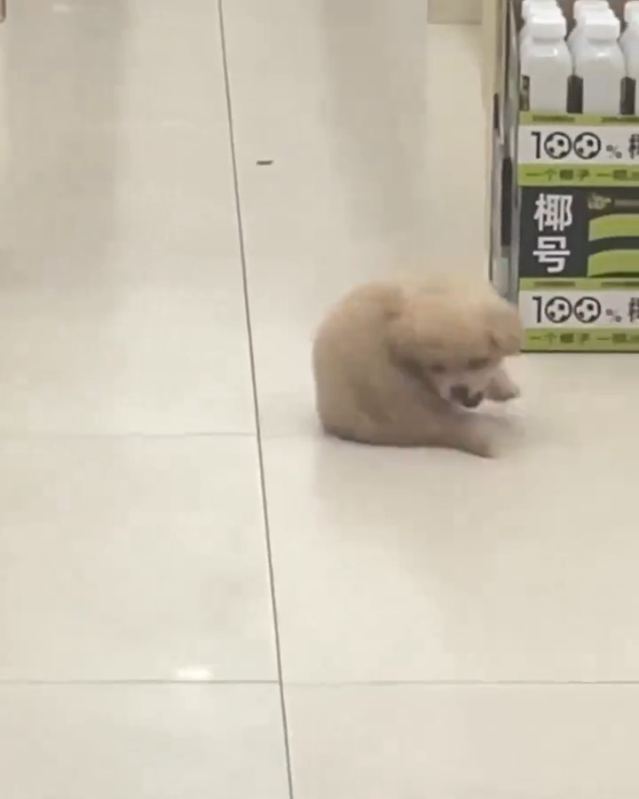 clumsy pup is so cute 🐕💘😄