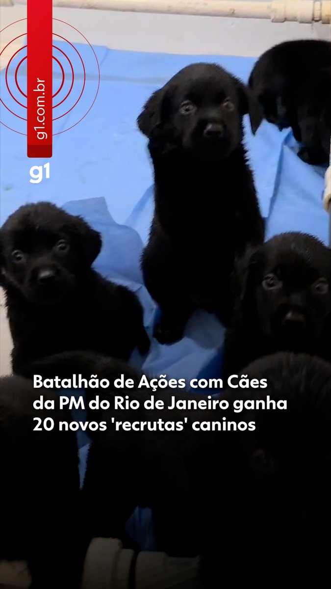 PM ganha reforço de 20 filhotes que serão treinados no Batalhão de Ações com Cães #g1