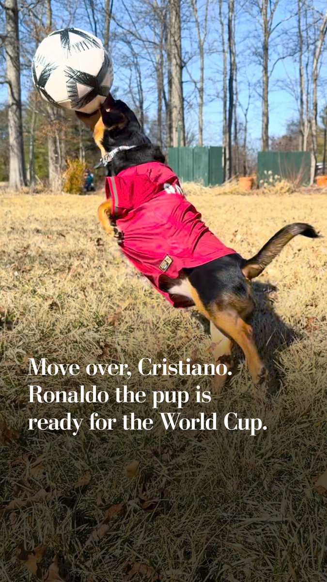 As soccer fans across the globe gear up for the World Cup, this Chihuahua and Dachshund mix is making a backyard his arena. Ronaldo, a pup named after Portuguese forward Cristiano Ronaldo, is living up to his name.