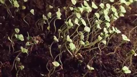 Plants don’t have eyes or brains. How do they know where light is coming from? Seedlings “see” with their whole bodies.
