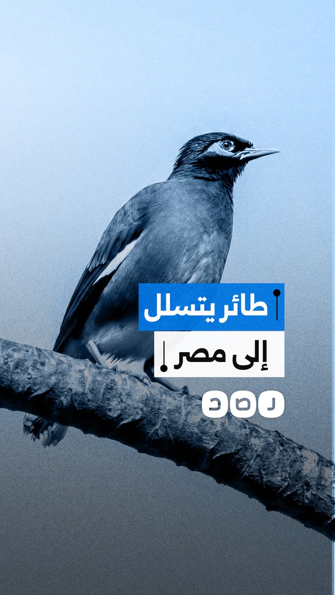 طائر «المينا الهندي» يتسلل إلى مدن مصر.. نوع غازٍ يهدد الطيور المحلية والمحاصيل الزراعية