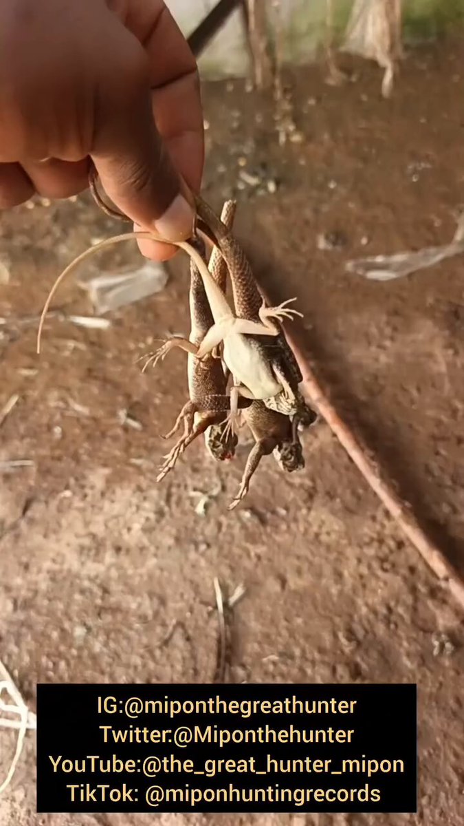 These guys are so entertaining mehn!😍 Always DM for any of your palatable Freshmemes anytime, any moment👌 Love you all guyseee❤️ Muah😘 #Fresh😜 #Freshmeme😝 #tending #hunter #miponthehunter #lifeofahunter