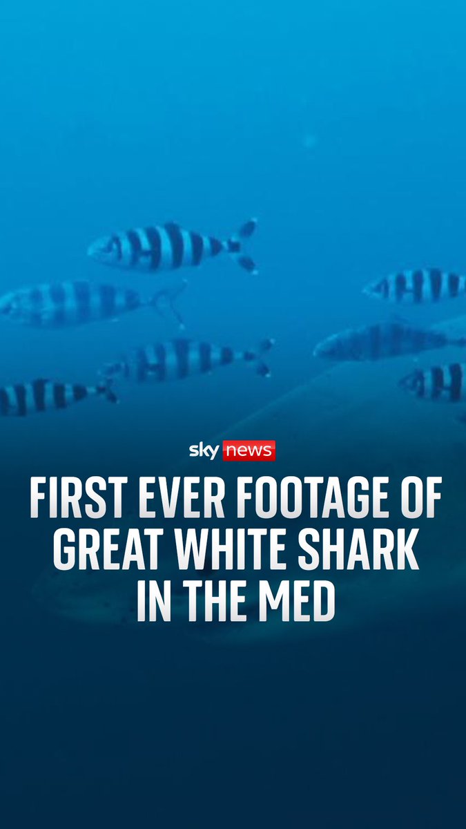 Watch the moment a diver comes face-to-face with a great white shark. This is the first time the predator has been filmed in the Mediterranean Sky's Thomas Moore reports on the sighting