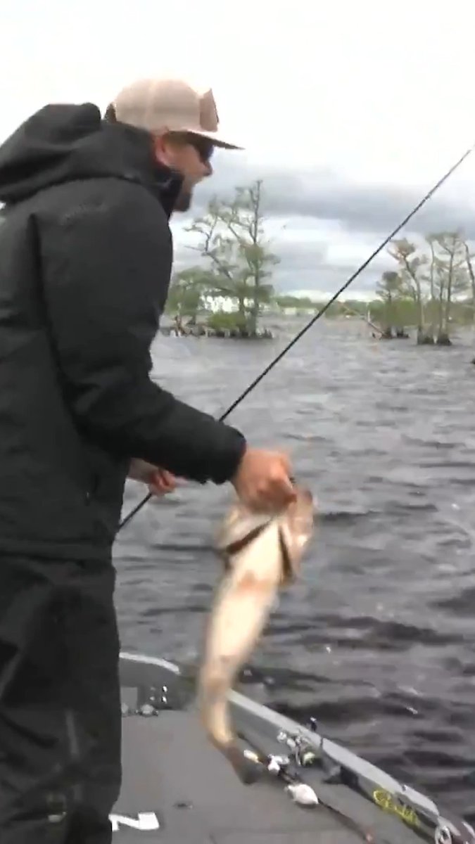 Throwing it back to Kyle Welcher's 10-pound Pasquotank River GIANT from 2025 🎣 Will a 10-pounder show up again this week? Let us know what you think 👇