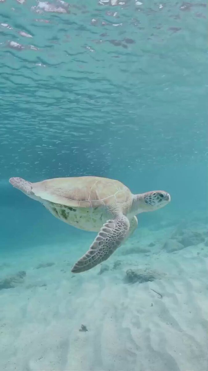 "Océanos": Porque hoy se conmemora el Día Mundial de los Océanos para promover su conservación