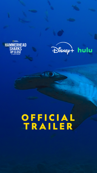 Bertie Gregory is back, and this time, he's searching for one of the world's most distinctive shark—the hammerhead. #HammerheadSharksUpClose with Bertie Gregory premieres July 5 as part of #Sharkfest on National Geographic TV. Streaming on Disney+ and Hulu.