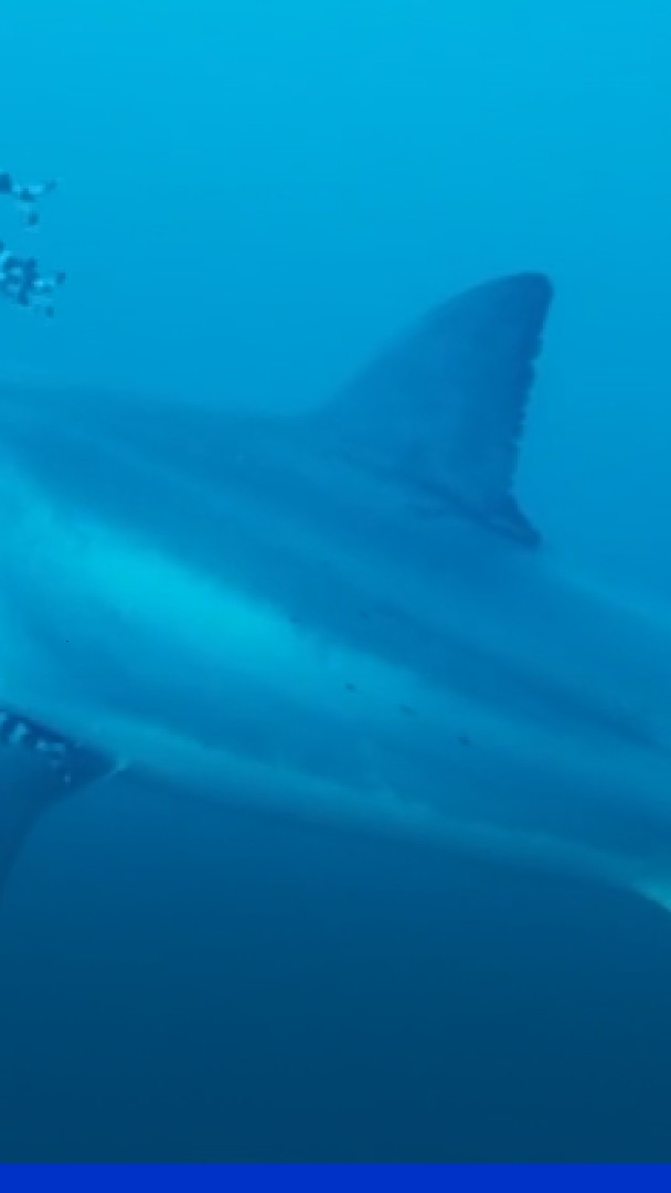 Un grand requin blanc filmé pour la première fois dans la Méditerranée