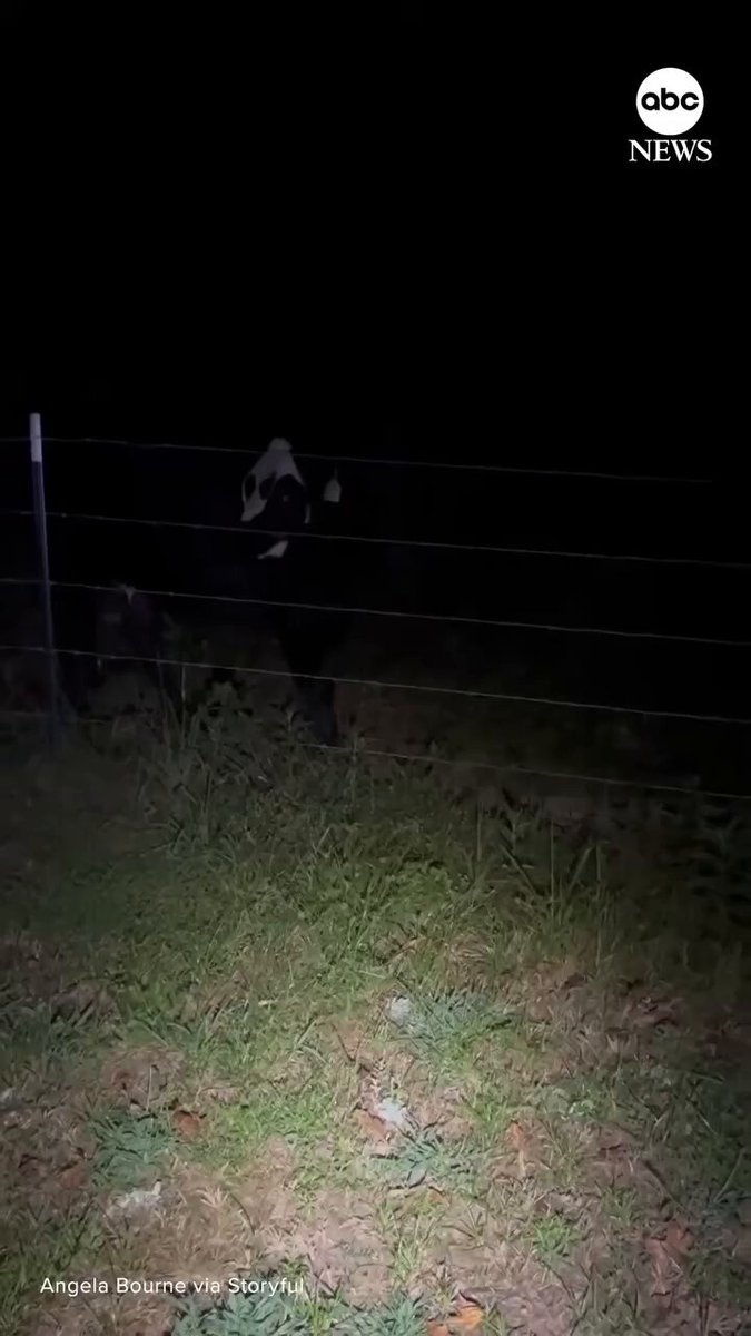 Todo el campo estaba asustado porque decían que a la noche veían un alien Pero resultó ser una vaca con skin premiun