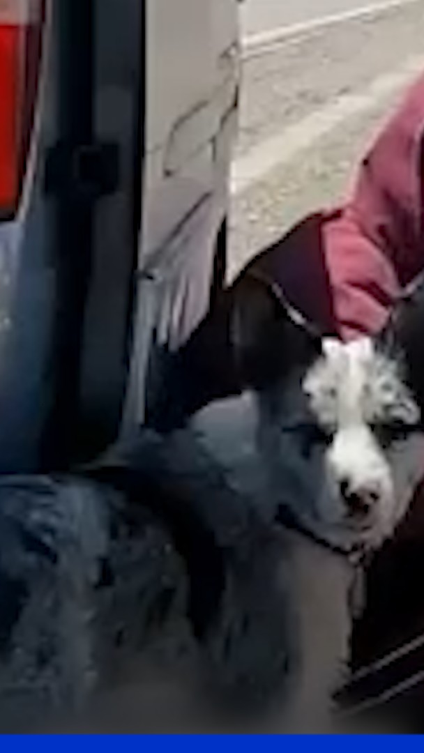 Volé puis mangé dans un restaurant, ce chien relance le débat sur la consommation de viande de chiens en Chine