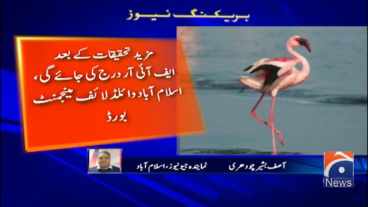 کئی برس بعد اسلام آباد کی راول جھیل میں آنے والے نایاب خانہ بدوش آبی پرندے فلیمنگوز غیر محفوظ