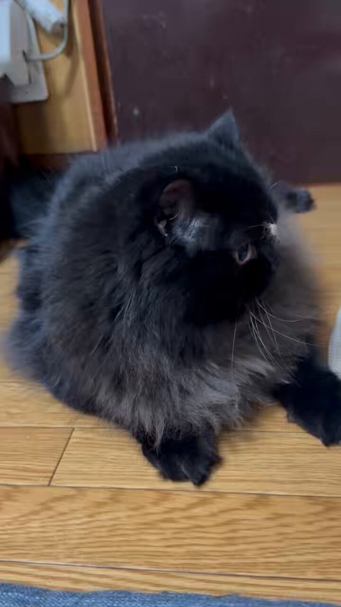 これは眉毛についた埃に翻弄されていた愛猫